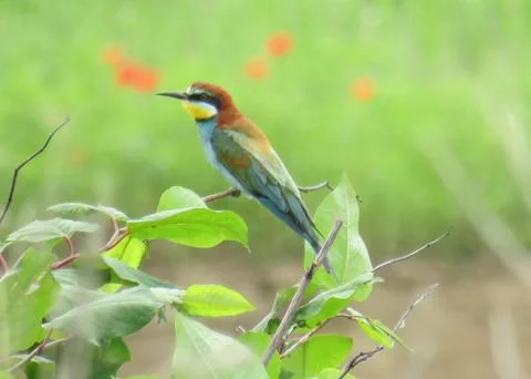 European Bee-eater. Merops apiaster Fotos Stock
