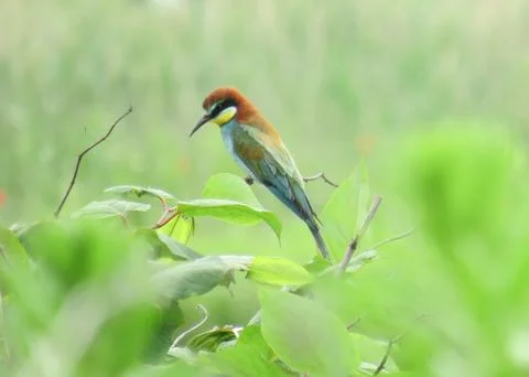 European Bee-eater. Merops apiaster Fotos de archivo