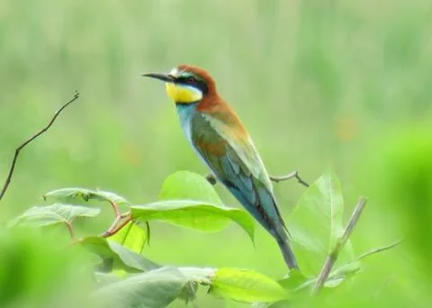 European Bee-eater. Merops apiaster 写真素材