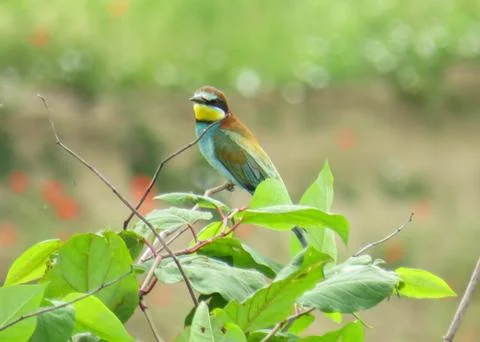 European Bee-eater. Merops apiaster Stock-Fotos