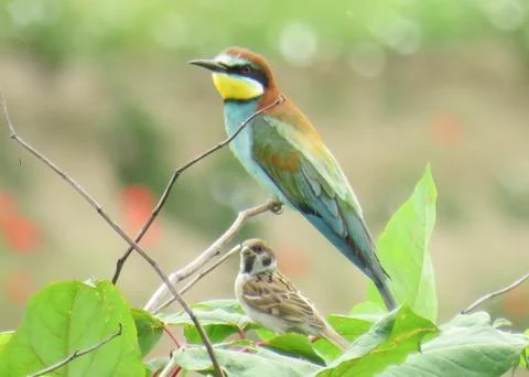 European Bee-eater (Merops apiaster) and a sparrow next to it Foto stock