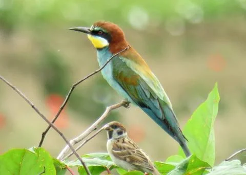 European Bee-eater (Merops apiaster) and a sparrow next to it Foto stock
