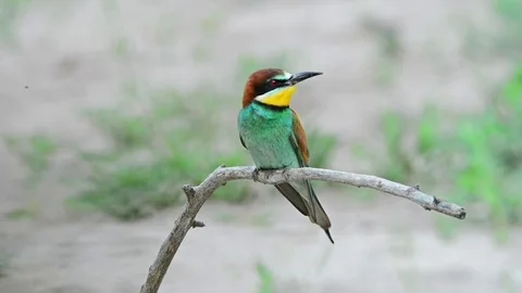 European bee-eater or Merops apiaster Stock Footage 75244677