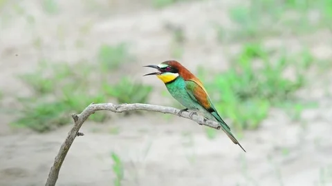 European bee-eater or Merops apiaster Stock Footage