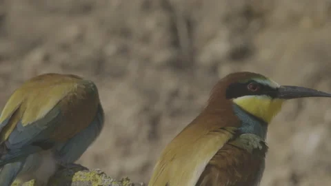 European bee-eater or Merops apiaster. Colorful tropical bird Stock Footage 195967724