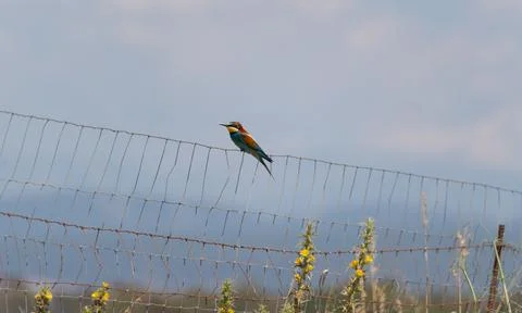 European Bee-Eater Perched in Tree on Blue Sky in Spring Foto stock