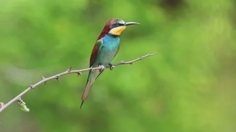 European Bee eater perching on a twig Stock Footage 155345118