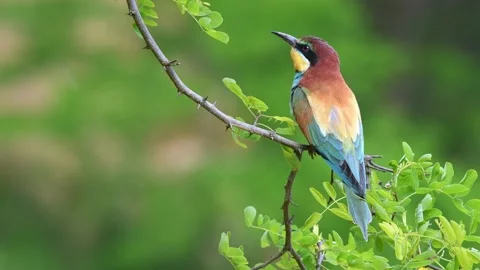 European Bee eater perching on a twig Stock Footage 155345200