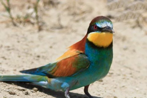 European bee eater Stock Photos