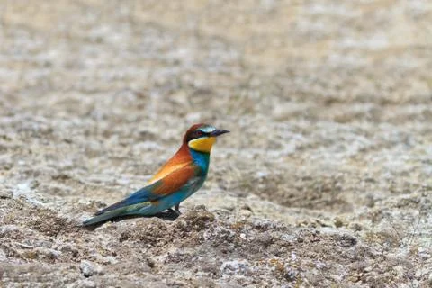 European bee eater Stock Photos