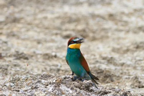 European bee eater Stock Photos