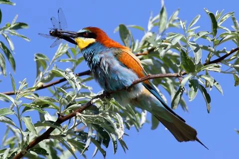 European Bee-eater Stock Photos