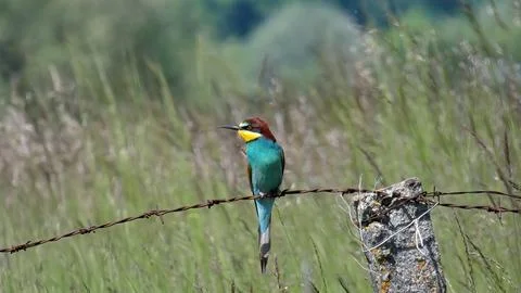 European bee-eater Stock Photos