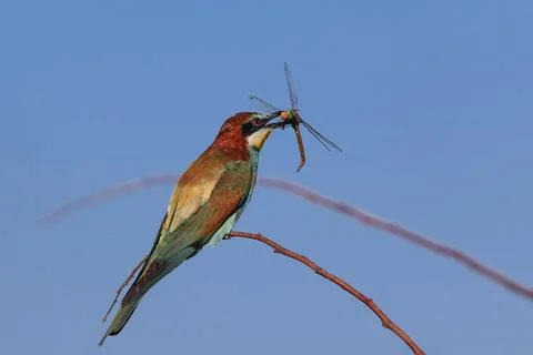 European bee eater Stock Photos