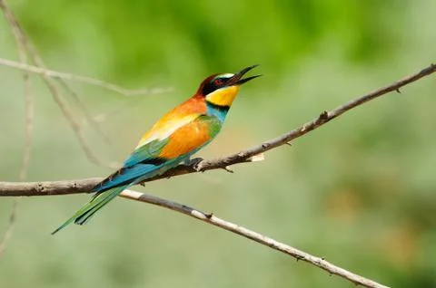 European bee-eater in the rays of the midday sun (sitting on the branch). Stock Photos