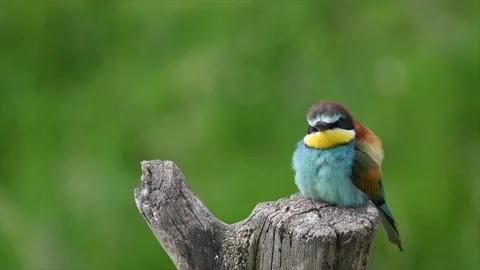 European bee eater resting perched on tree stump Merops apiaster Stock Footage 155083335