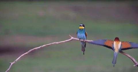 A European bee-eater sits on a branch Stock Footage 156412166