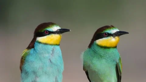 European bee eater, Spain Stock Footage 171452066