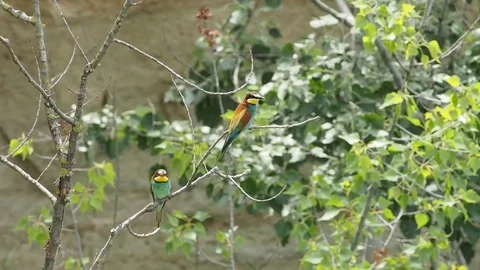 European Bee-eaters (Merops apiaster) Video stock 69913402