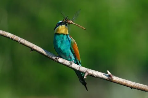 The European Bee-eaters, Merops apiaster is sitting and showing off on a nice Stock Photos