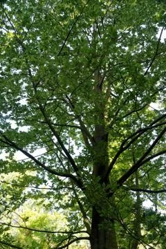 European beech Foto stock