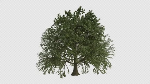European Beech Tree blowing in the wind. Alpha Channel. Loop Animation Stock Footage 278580984