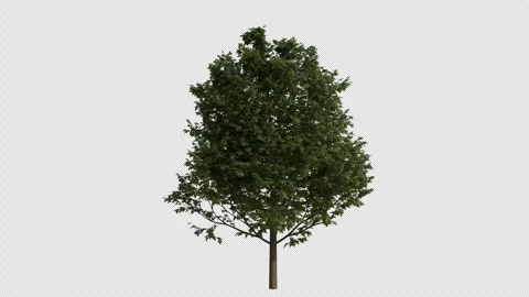 European Beech Tree Swaying in Wind Loop Animation with Alpha Channel Stock Footage 346277074