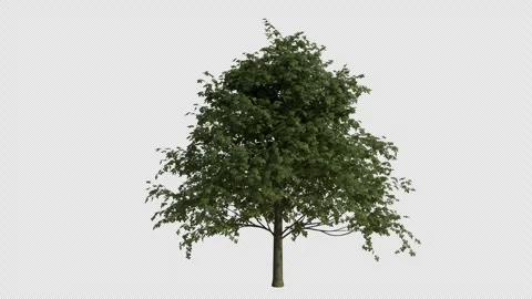 European Beech Tree Swaying in Wind Loop Animation with Alpha Channel Stock Footage 346277200