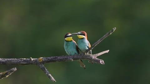 European Bees Merops Apiaster sit on a tree branch and prune in the summer Stock Footage 196854720
