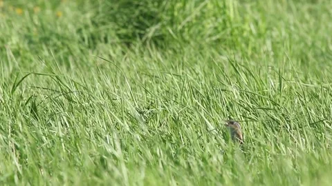 European bird Corn crake singing in the middle of tall grass and hiding after it Stock Footage 142990846