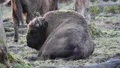 European Bison 5992 HD Footage