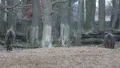 European Bison 6004a HD Footage