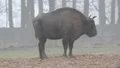 European Bison 6374 HD Footage