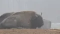 European Bison 6416 HD Footage