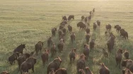European Bison. Aerial View Of Herd Of Wild Animals Run At Sunrise Bison Bonasus Stock Footage
