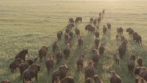European bison. Aerial view of running herd of wild animals. Stock Footage