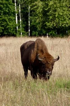 European bison approaching the camera while grazing Stock Photos