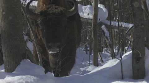 European bison (bison bonasus) . Close up. medium shot. Stock Footage 104031853