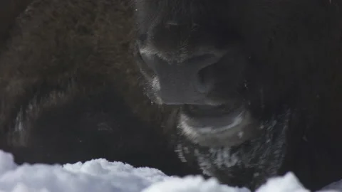 European bison (Bison bonasus) eats .chews. Video stock 103973923