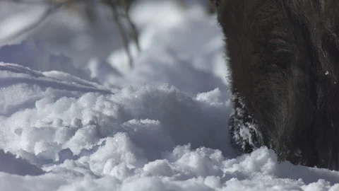 European bison (bison bonasus) eats snow. extreme close up . Stock Footage 104022595