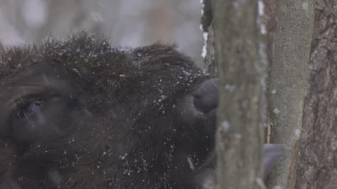 European bison (Bison bonasus) eats bark. Stock Footage 105438329