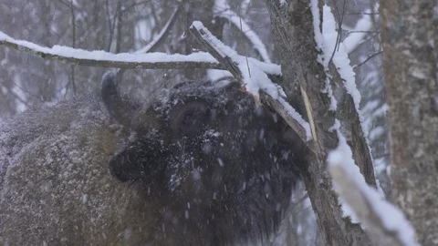 European bison (Bison bonasus) eats bark. Stock Footage 105440536
