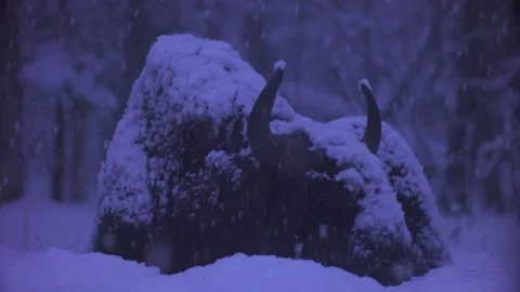 European bison (Bison bonasus) eats snow. Stock Footage 105478907