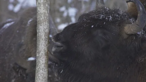 European bison (Bison bonasus) eats bark. 스톡 동영상 105487683