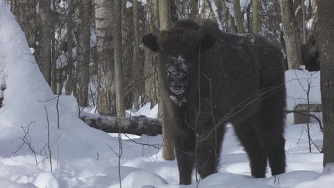 European bison (Bison bonasus) eats twigs. Stock Footage 105507337