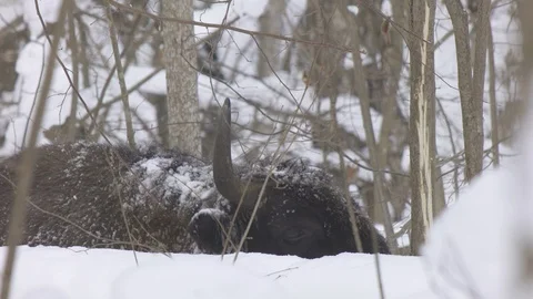 European bison (Bison bonasus) eats bark. Stock Footage 105508479