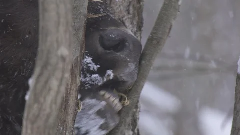 European bison (Bison bonasus) eats bark. Stock Footage 105545360