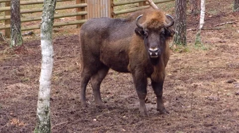 European bison calf Stock Footage 45508918