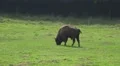 European Bison eating grass on a forest grassland HD Footage