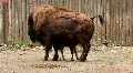 European bison HD Footage